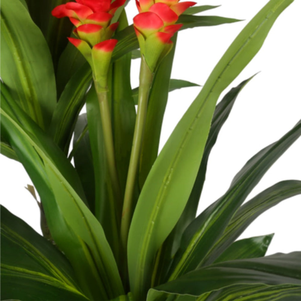 Cornstalk Dracaena Decorative Plants