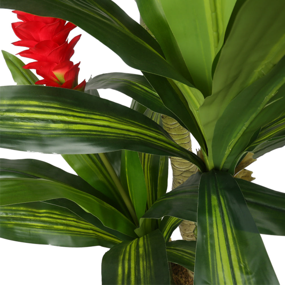 Cornstalk Dracaena Decorative Plants