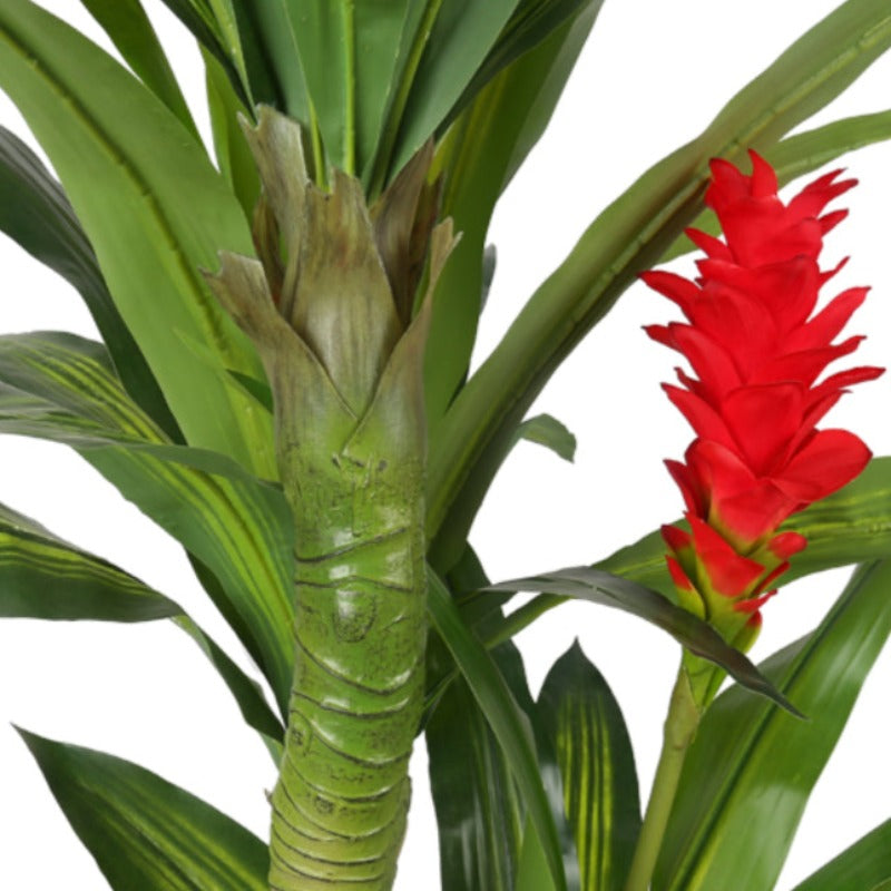 Cornstalk Dracaena Decorative Plants