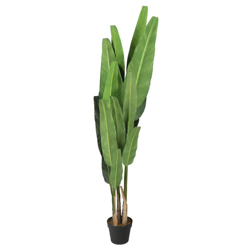 Eco Friendly Decoration Tree Plant