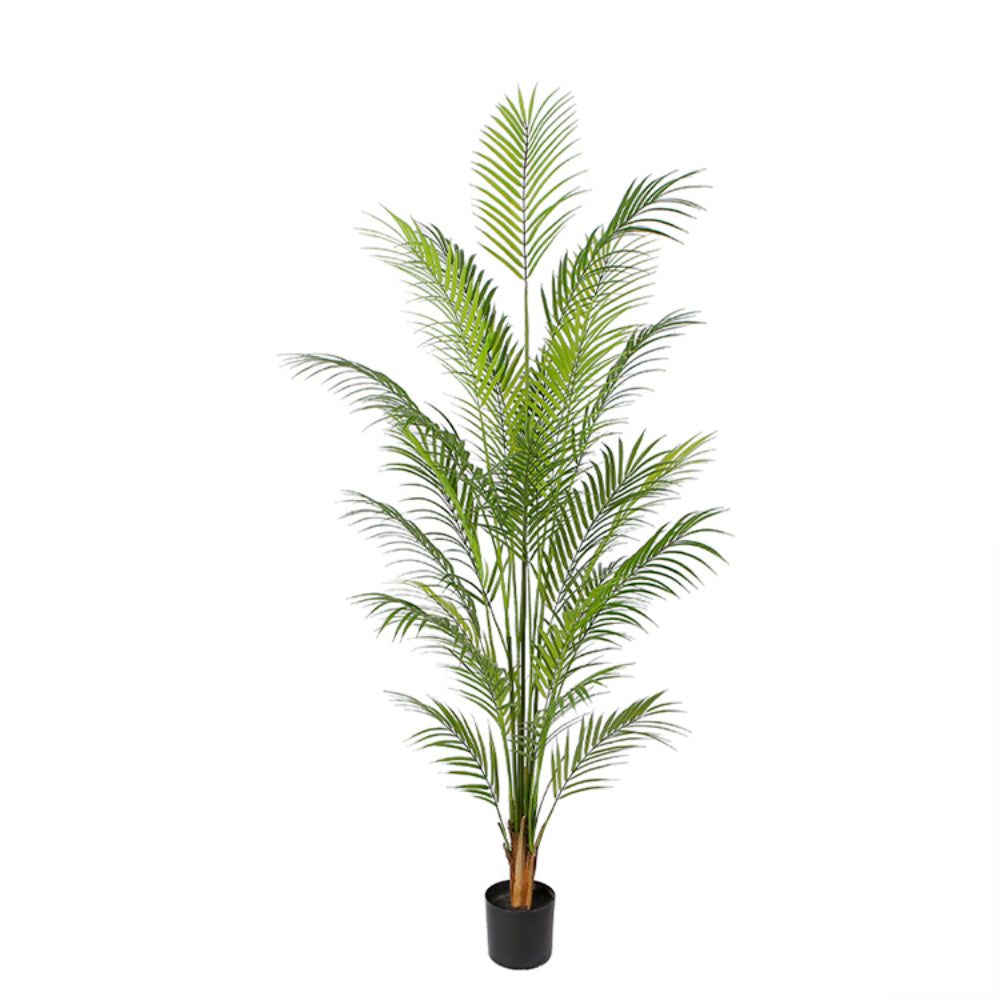 Elegance Of Areca Tree