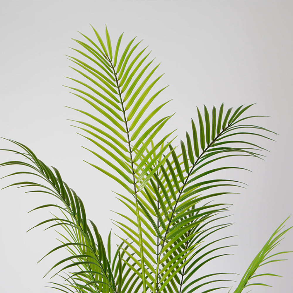 Elegance Of Areca Tree