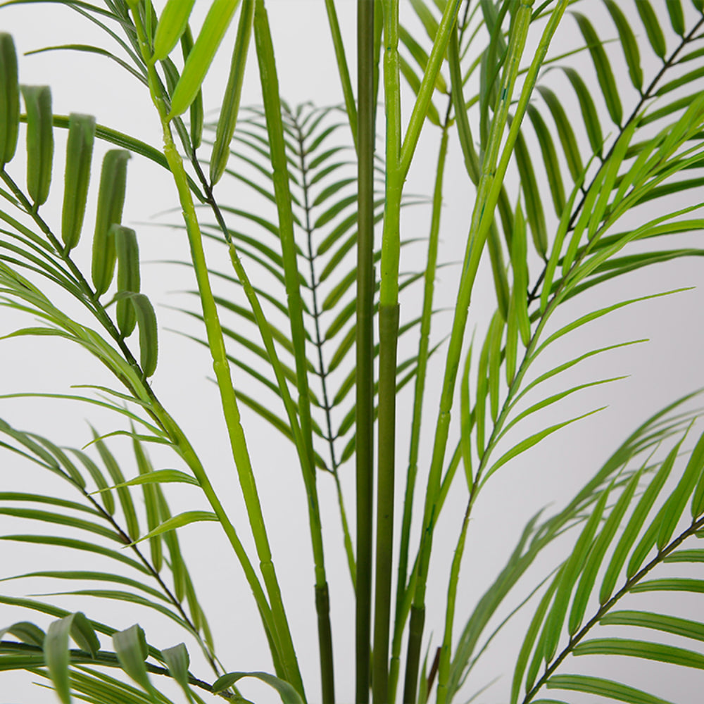 Elegance Of Areca Tree