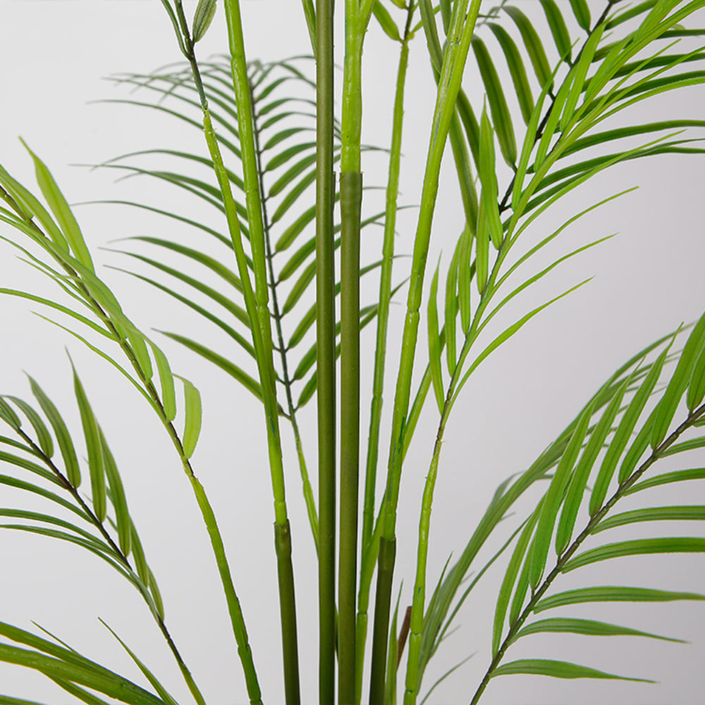 Elegance Of Areca Tree