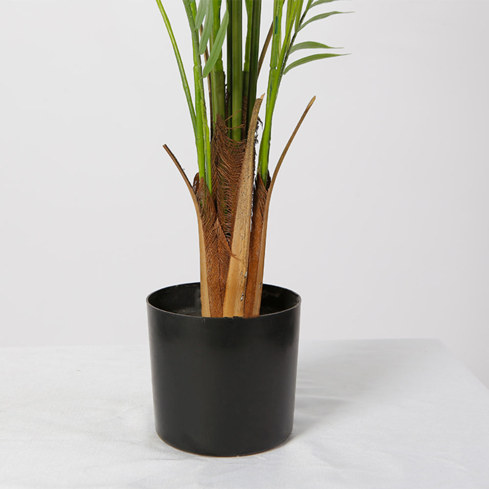 Elegance Of Areca Tree