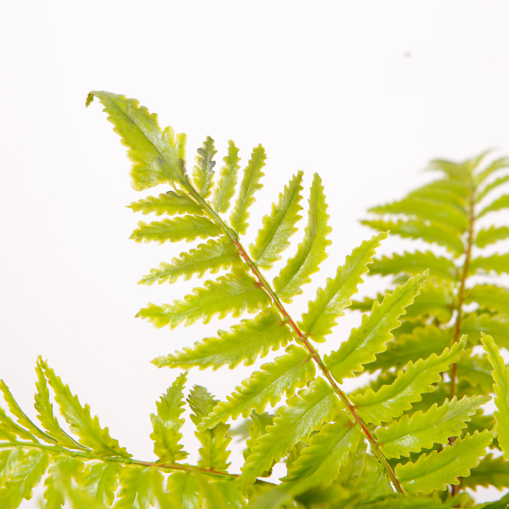 Faux Boston Fern Tree