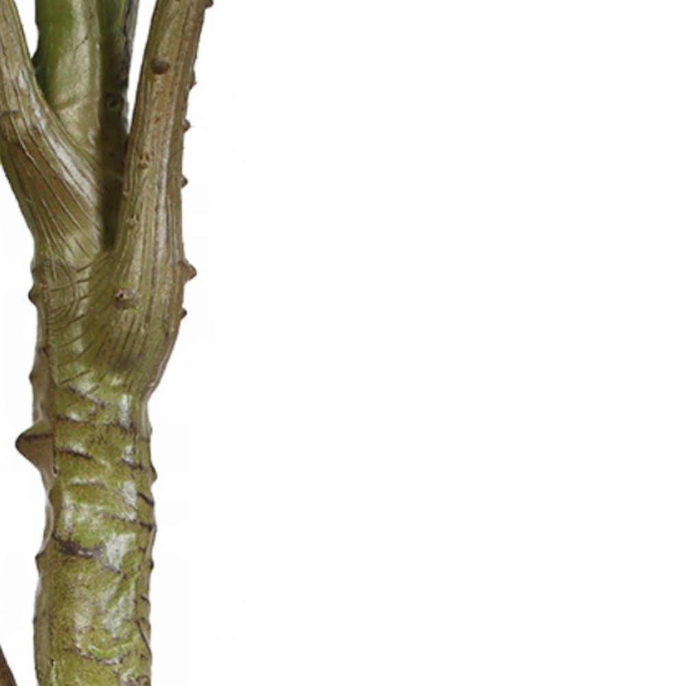 Ficus Lyrata Tree