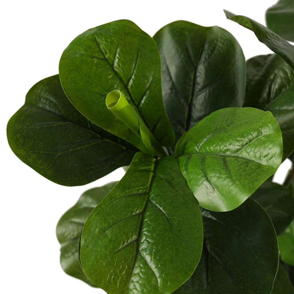 Ficus Lyrata Tree Decor