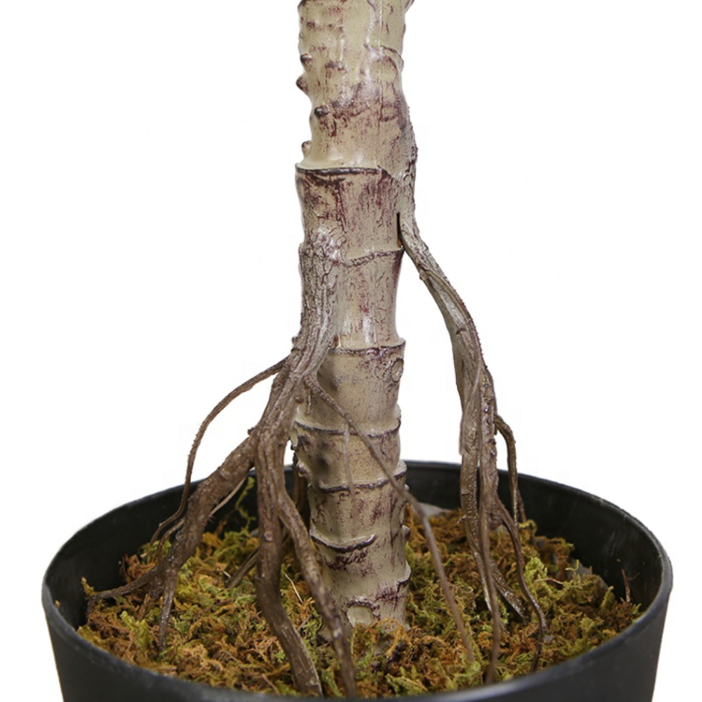Ficus Lyrata Tree