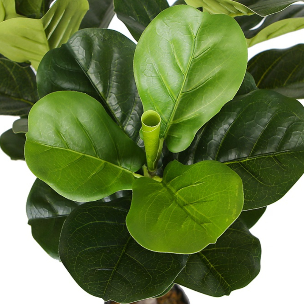 Ficus Lyrata Tree