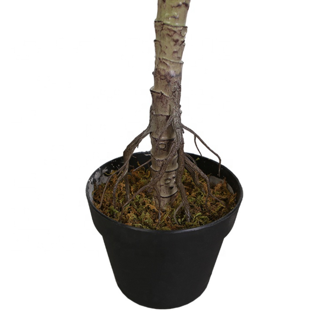 Ficus Lyrata Tree