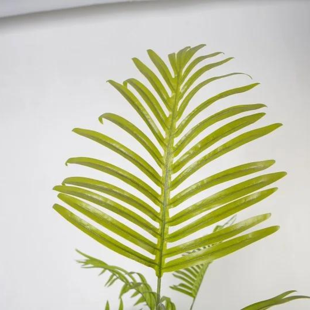 Hawaii Indoor Decoration Plant