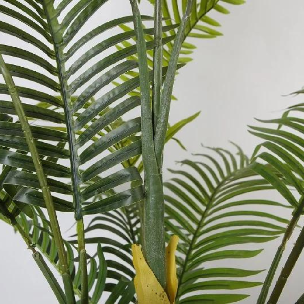 Hawaii Indoor Decoration Plant