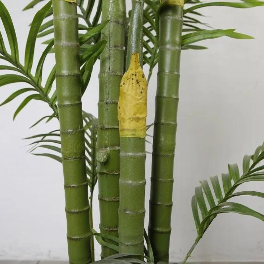 Hawaii Indoor Decoration Plant