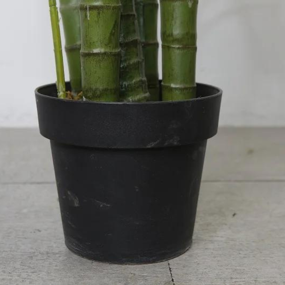 Hawaii Indoor Decoration Plant
