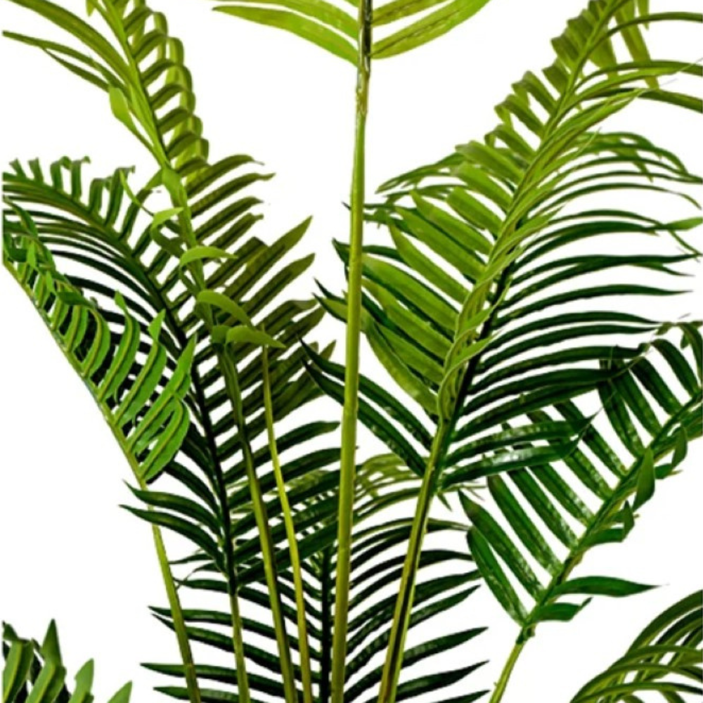 Hawaii Tropical Plant Tree