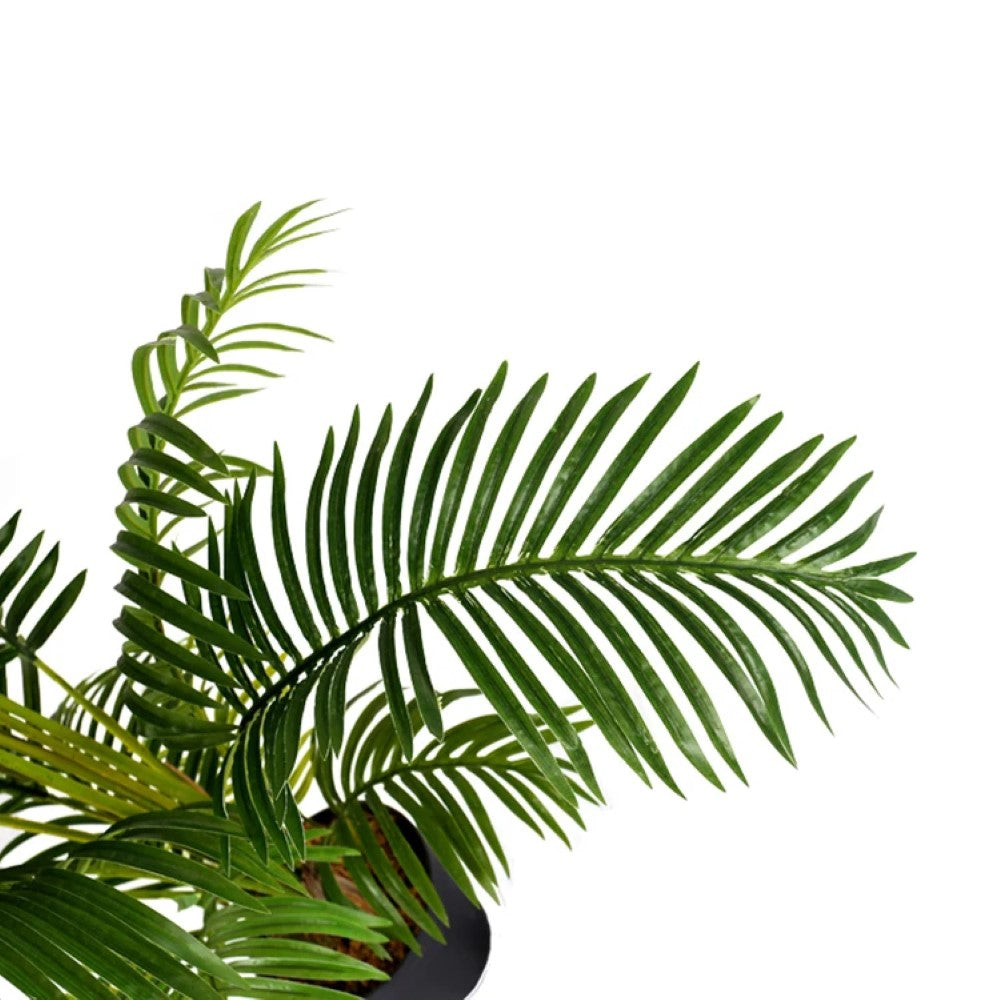 Hawaii Tropical Plant Tree