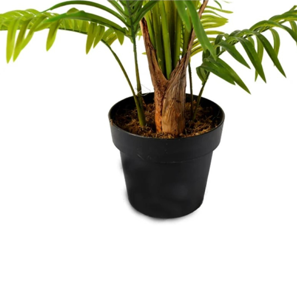 Hawaii Tropical Plant Tree