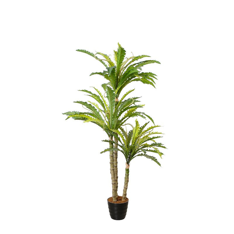 Imitation Bird Nest Fern Tree