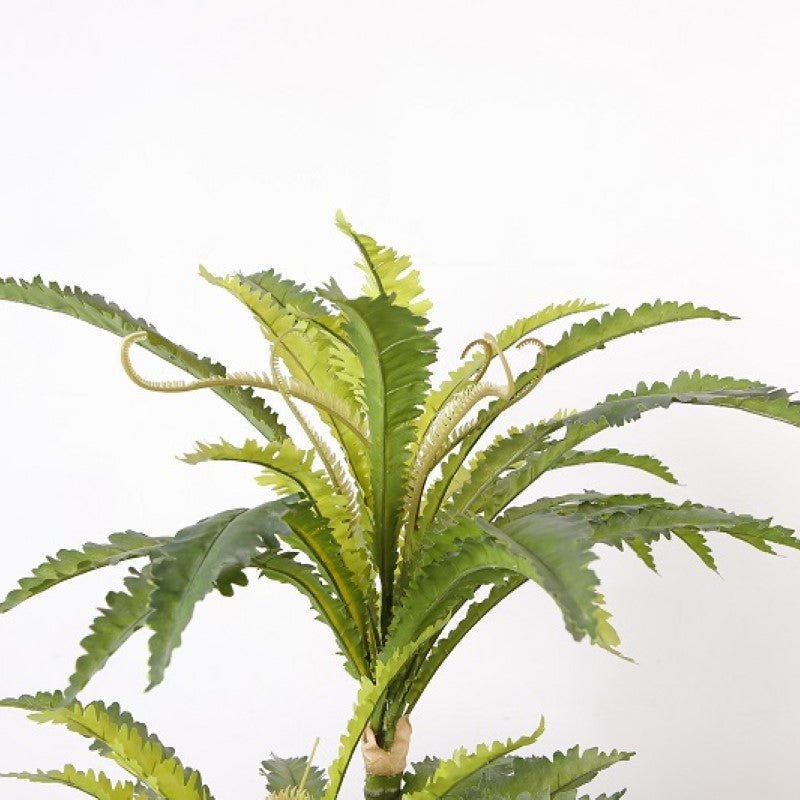 Imitation Bird Nest Fern Tree