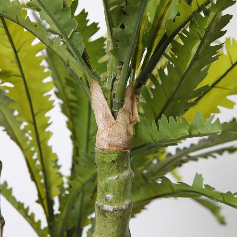 Imitation Bird Nest Fern Tree