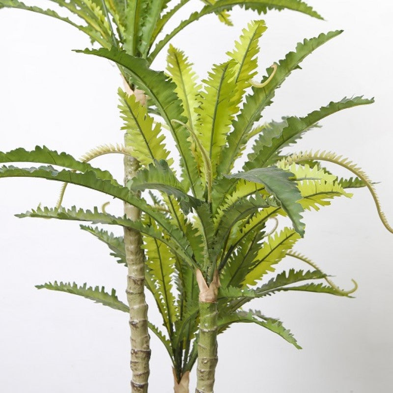 Imitation Bird Nest Fern Tree
