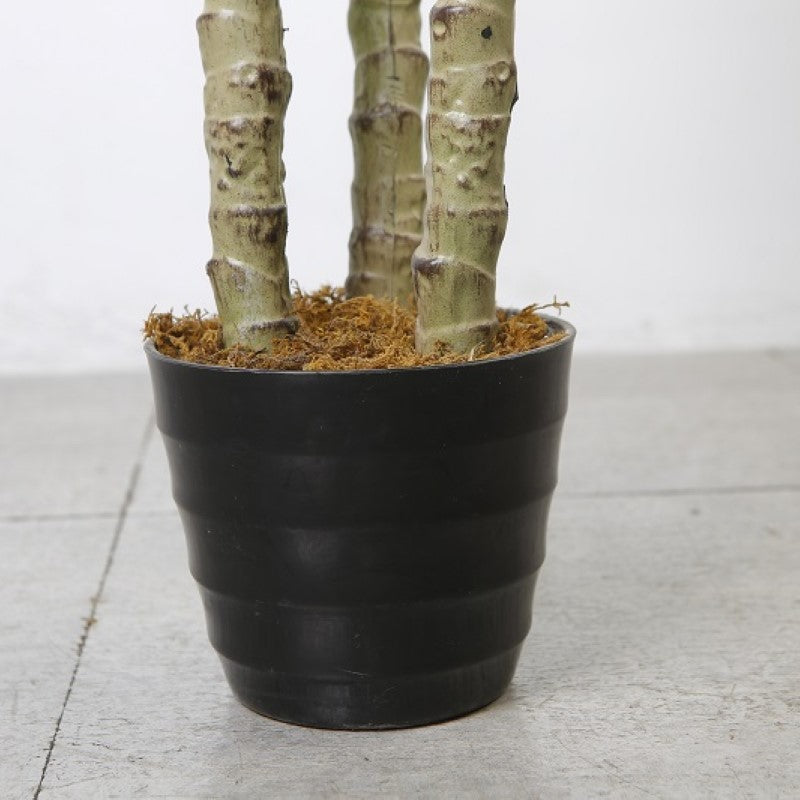 Imitation Bird Nest Fern Tree
