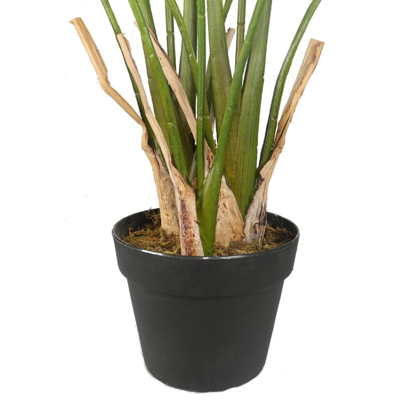Indoor Plants Decorative Tree Plant