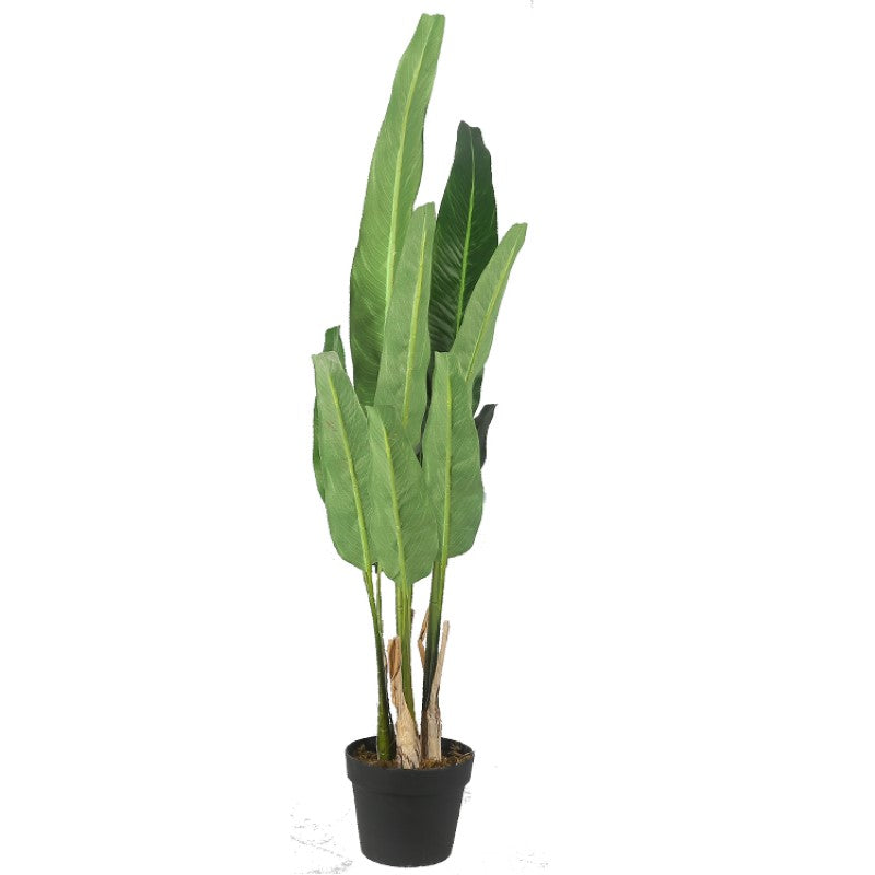 Indoor Plants Decorative Tree Plant