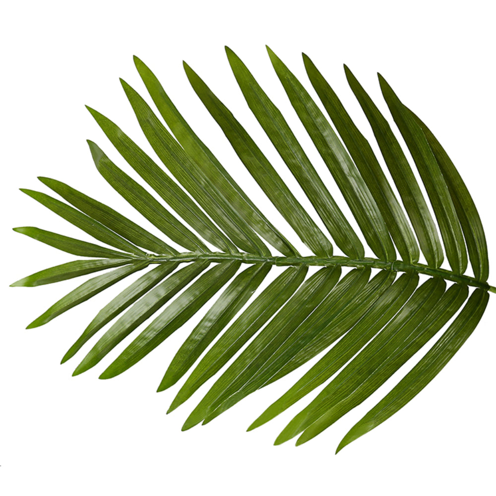 Natural Elegance Betel Tree