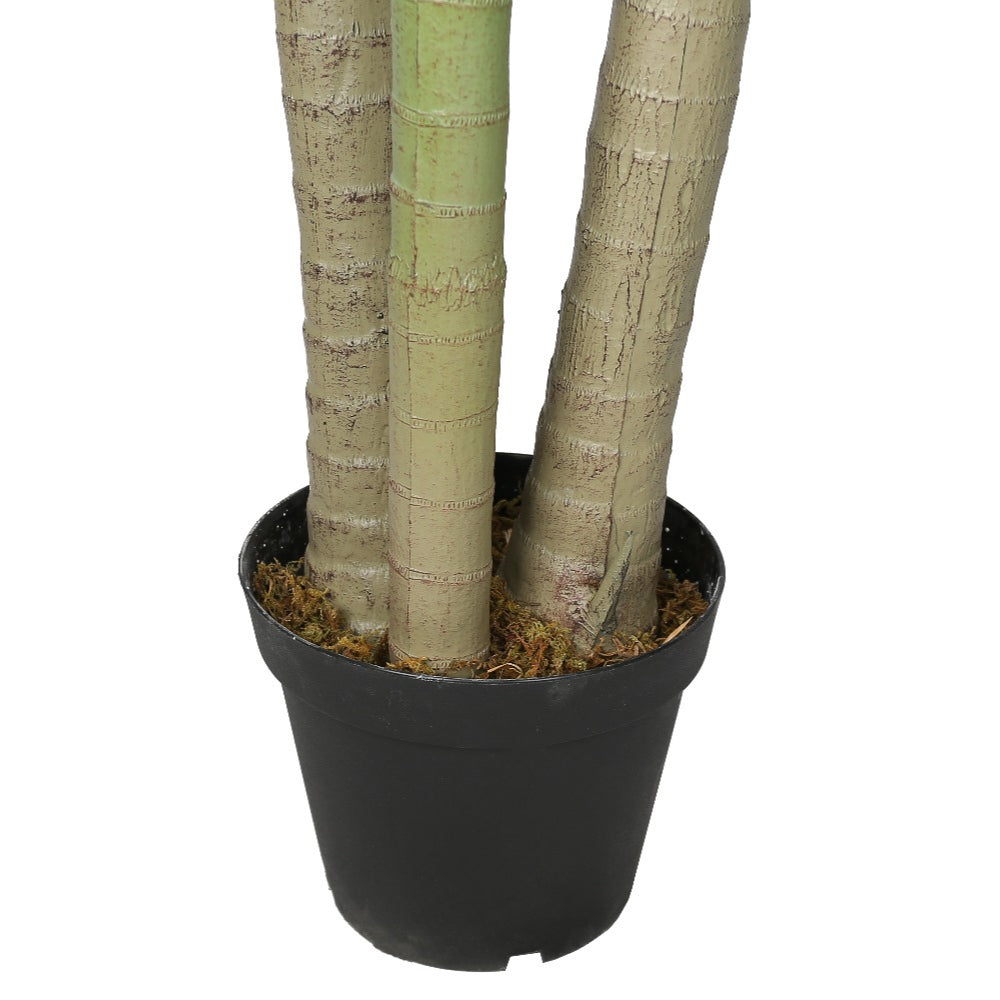 Natural Elegance Betel Tree