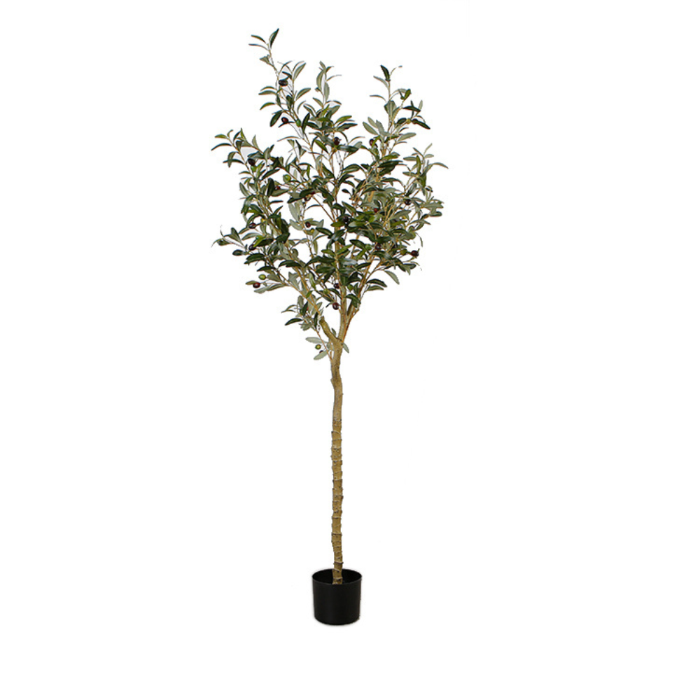 Olive Tree Ornament Plants