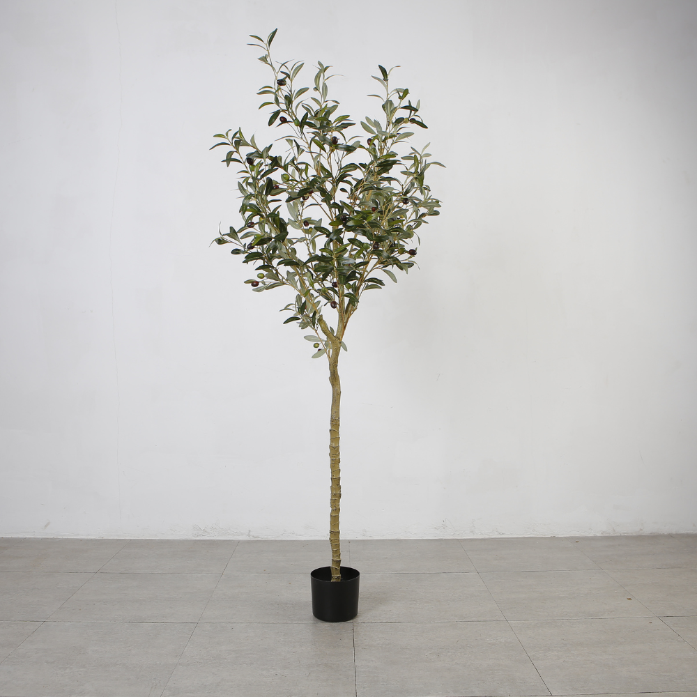 Olive Tree Ornament Plants