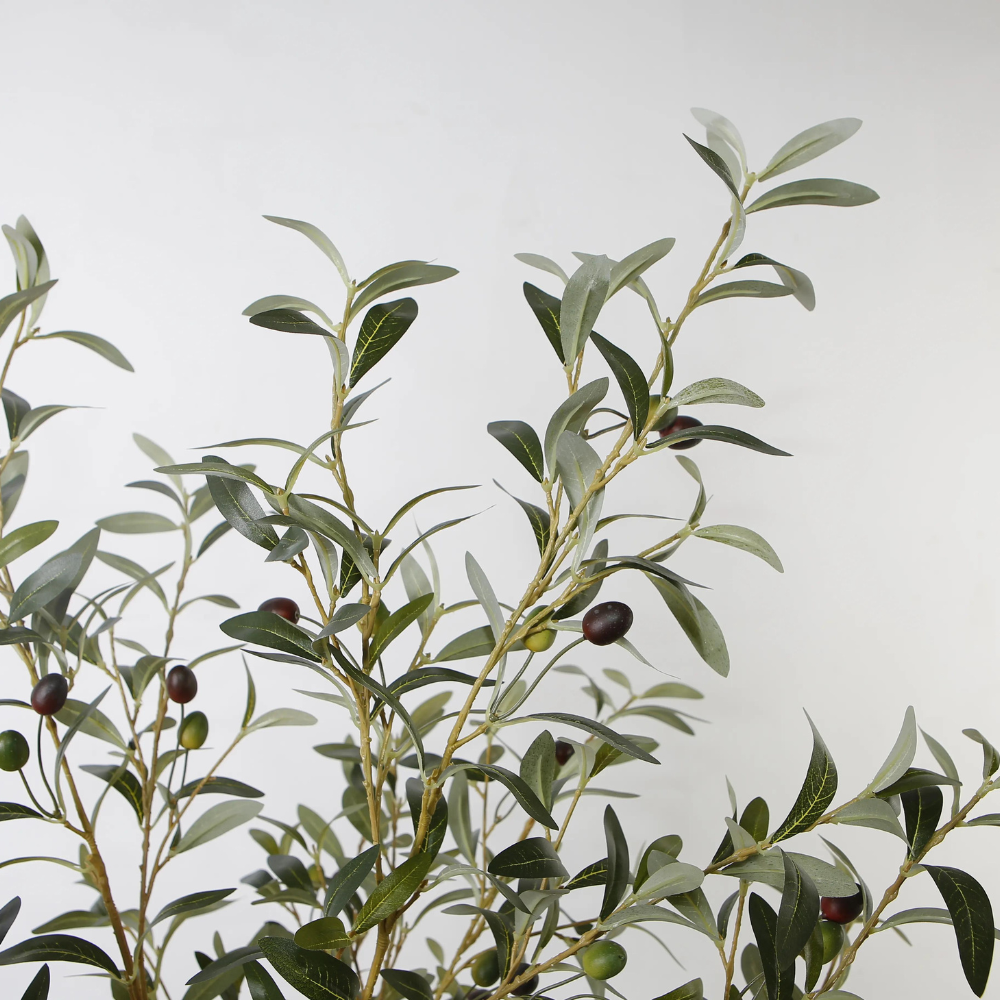 Olive Tree Ornament Plants