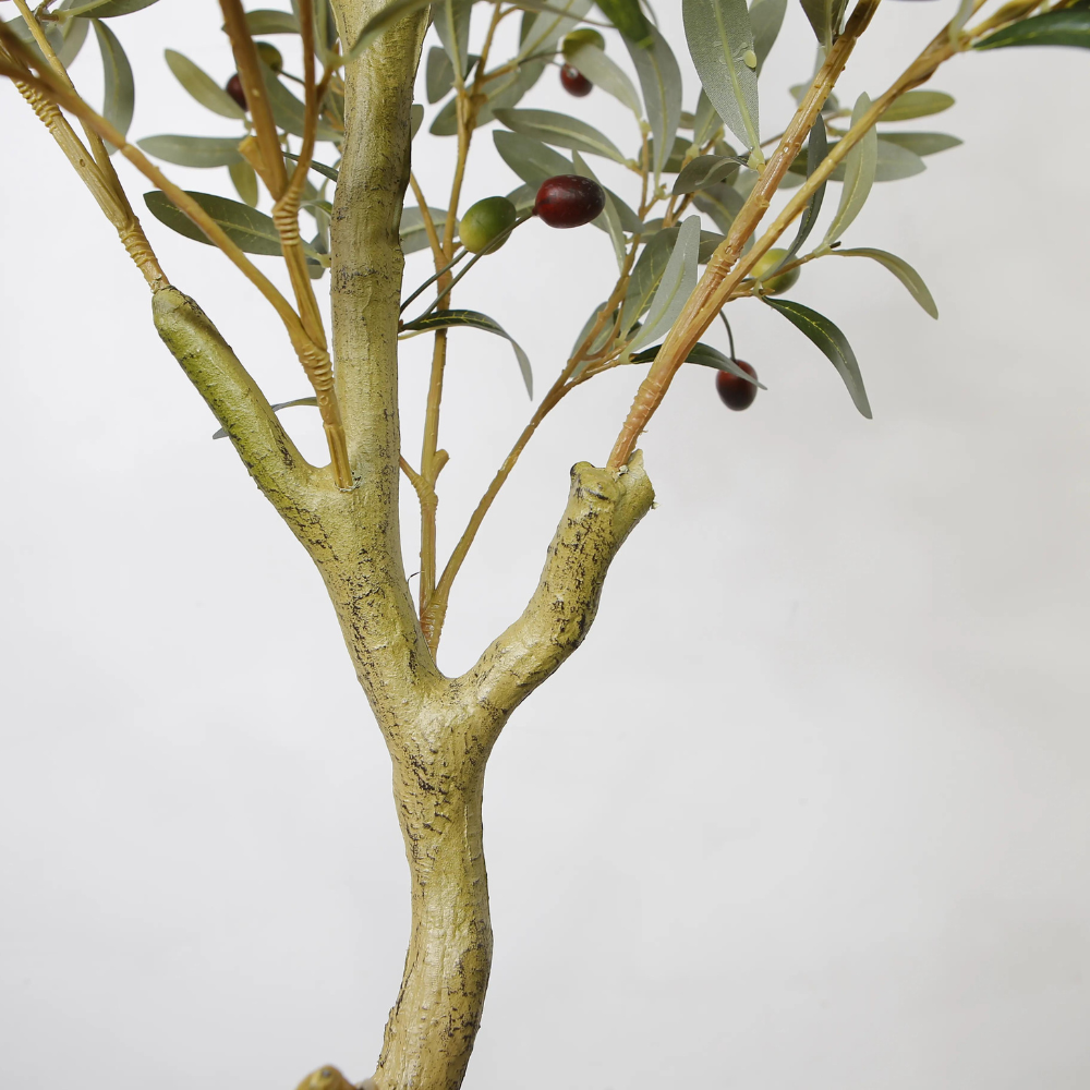 Olive Tree Ornament Plants