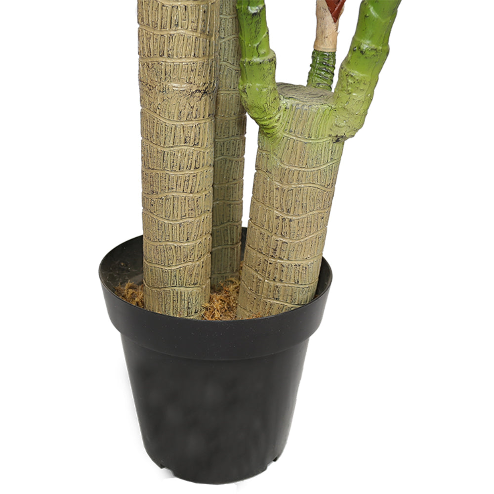 Realistic Dracaena Fragrans Tree