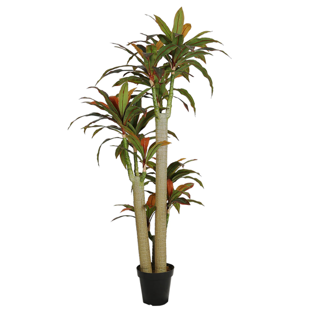 Realistic Dracaena Fragrans Tree
