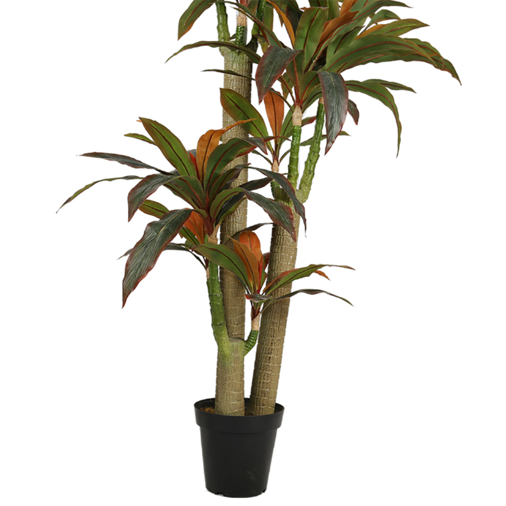 Realistic Dracaena Fragrans Tree