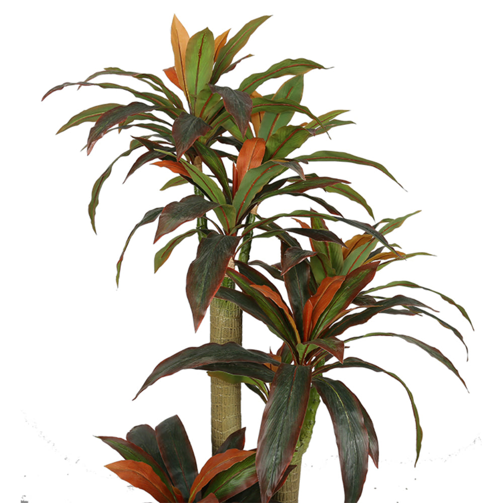 Realistic Dracaena Fragrans Tree