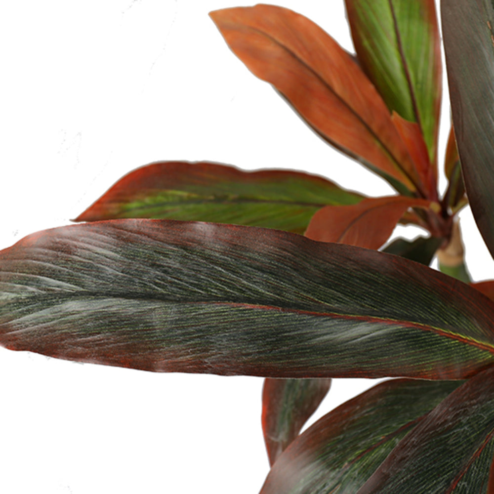Realistic Dracaena Fragrans Tree