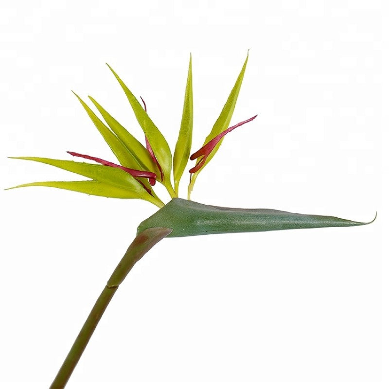 Strelitzia Reginae Potted Tree For Indoor Decor