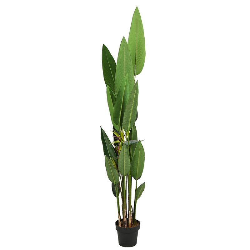 Strelitzia Reginae Potted Tree For Indoor Decor