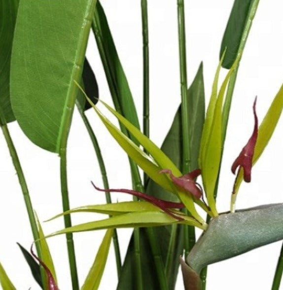 Strelitzia Reginae Potted Tree For Indoor Decor