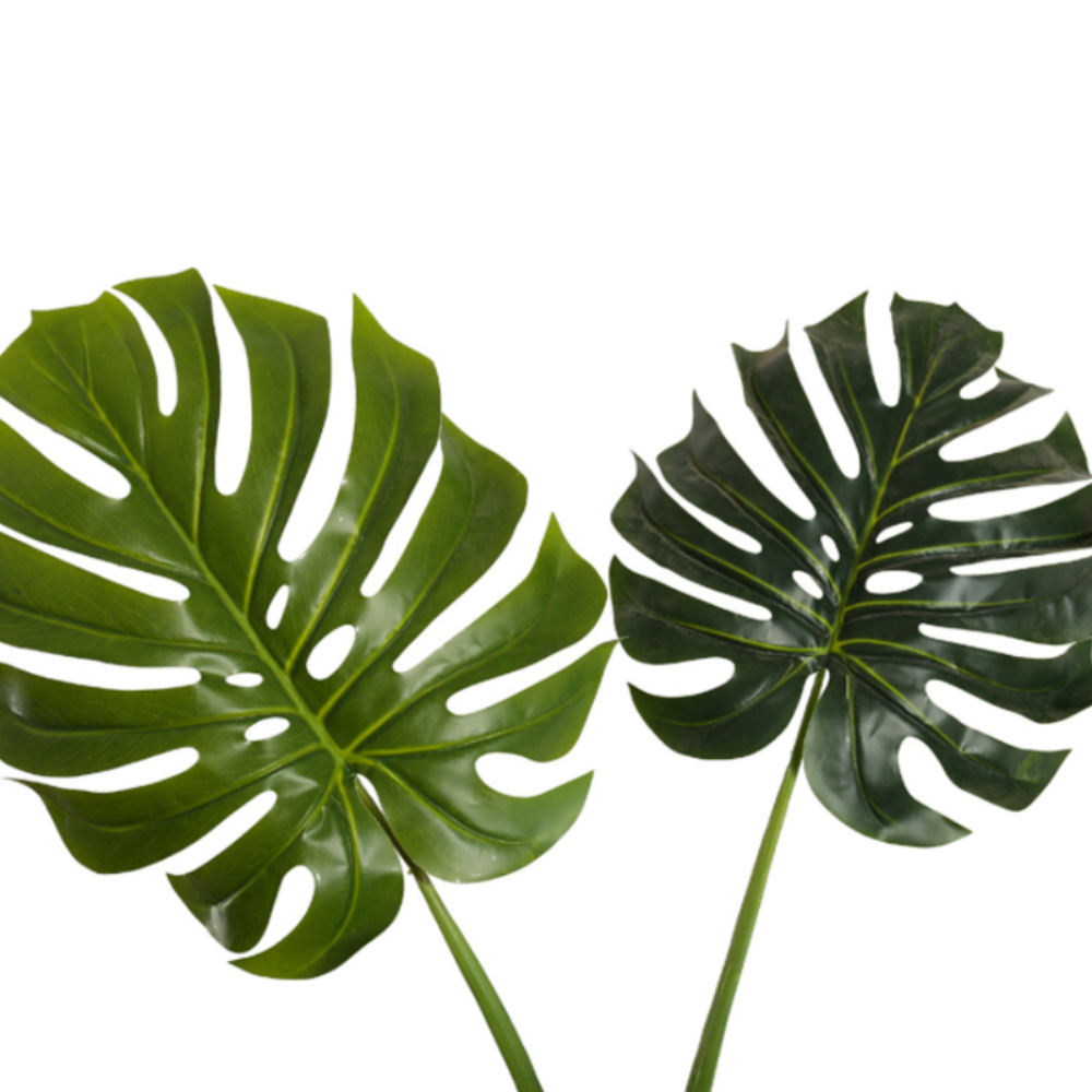 Tropical Elegance Monstera Deliciosa Trees