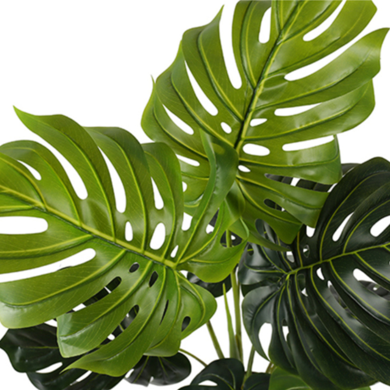 Tropical Elegance Monstera Deliciosa Trees