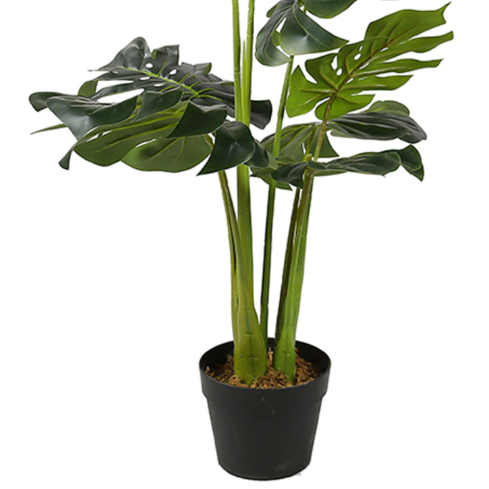 Tropical Elegance Monstera Deliciosa Trees