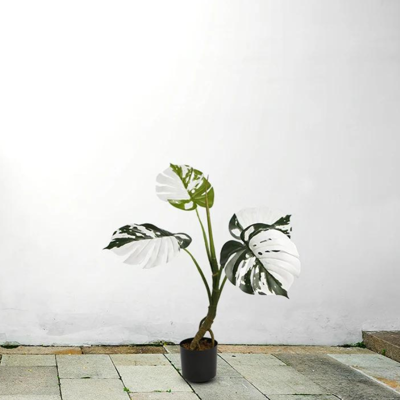 Melody Monstera Plant