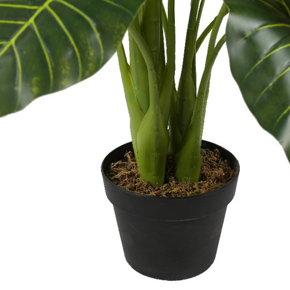 Alocasia Bonsai Decorative Plant