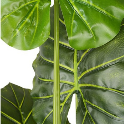 Alocasia Odora Elegant Foliage Plant for Interiors