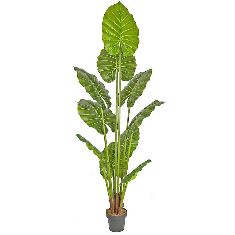 Alocasia Odora Elegant Foliage Plant for Interiors